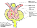 Outline of function of renal corpuscle