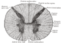 Cross-section through the spinal cord at the mid-thoracic level