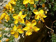 Flowers of Hypericum sechmenii