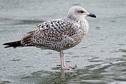 Juvenile in first winter plumage