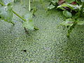 Common duckweed in Galicia, Spain