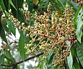 Mango (Mangifera sp.) inflorescence