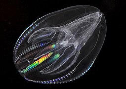 The sea walnut ctenophore has a transient anus which forms only when it needs to defecate[68]