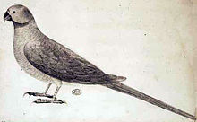 Illustration of a greyish parrot