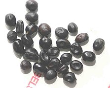 Paeonia anomala, seeds