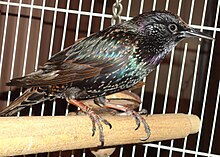 Pet starling