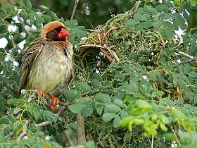 Male Quelea at nest concealed in thorny Senegalia shrub