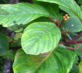 Closeup of leaf and buds