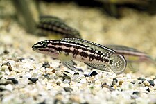 Lamprologini (E): Julidochromis marlieri is popular in the aquarium trade where members of the genus are known as "Julies"[55]
