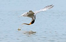 Photograph of a river tern catching a fish on the wing