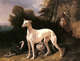 Greyhound and Spaniel