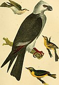 Mississippiweih aus Alexander Wilsons American Ornithology