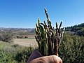 Wild asparagus (Asparagus aphyllus) native to the Levant