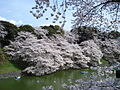 Original - Sakura at Tokyo Imperial Palace