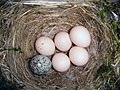 Nest with one brown-headed cowbird egg