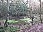 Pond in Lesnes Abbey Wood