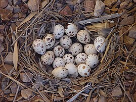 Gambel's Quail nest in San Tan Valley, Arizona