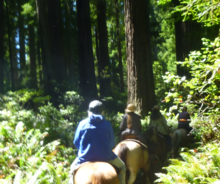 Line of horses with riders in front of forest