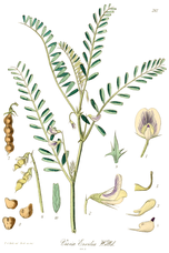 Botanical illustration of bitter vetch