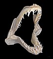 Image 30 Jaw of a shortfin mako shark More selected pictures