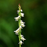 Ladies'-tresses orchid (Spiranthes sp.) Tyler County