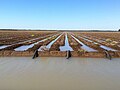 Siphon irrigation of cotton on the Balonne River near St George, 2012