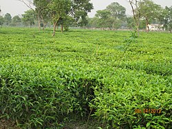 Teeplantage bei Bagdogra