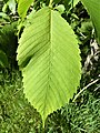 U. wallichiana ssp. xanthoderma leaf