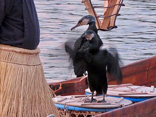 Japanese cormorant trained by its master in Japan