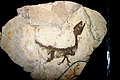 Das berühmte Fossil des Scipionyx samniticus (der „Baby-Dinosaurier“)