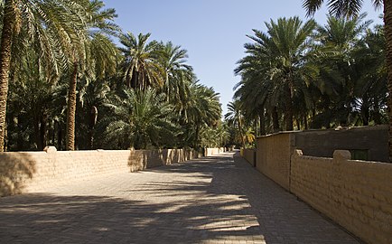 Al Ain Oasis in the city of Al Ain in the United Arab Emirates