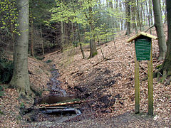 Naturwaldzelle Meersiepenkopf östlich der Wupper im Staatsforst Burgholz