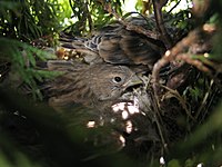 Young in nest