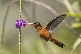 Cinnamon hummingbird (Amazilia rutila) in flight Los Tarrales