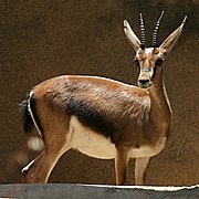 Cuvier's gazelle (female)