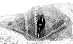 "Devil's corkscrews," Miocene-age burrows of Palaeocastor, discovered in the late 19th century