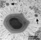 Electron micrograph of Acanthamoeba polyphaga mimivirus showing two Sputnik virophages (arrows)