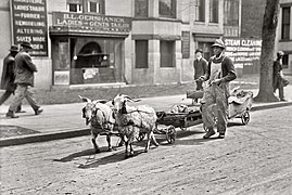 Goat pair and wagon (1917)