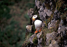 Horned puffin on Hall Island