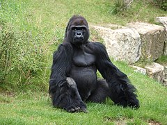 Gorilla im Zoologischen Garten