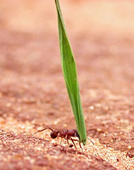 Another leafcutter ant, Acromyrmex balzani, carrying a leaf
