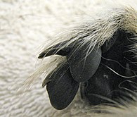 Close-up of a ring-tailed lemur's toes, showing a claw-like nail on the second toe (compared to the nail on the third toe next to it)