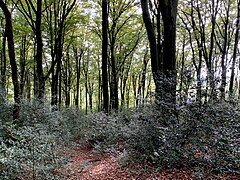 Buchenwald mit Stechpalme als Unterholz
