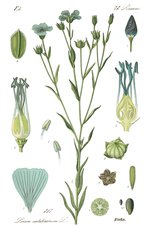 Botanical illustration of flax