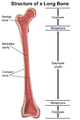 Parts of a long bone (Femur)