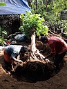 Transplanting / Tree transplantation in Kerala