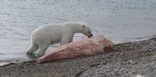 Polar bear feeding/scavenging on a dead narwhal