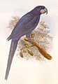 Anodorhynchus purpuracens aus Lord Walter Rothschild: "Extinct Bird"s, London, 1907