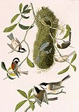 Three Paridae species (Clockwise from top right: Psaltriparus minimus, Parus atricapillus, Parus rufescens)