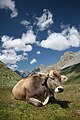 Kuh (Schweizer Braunvieh), im Engadin